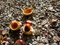 Herbst 017 v.webp