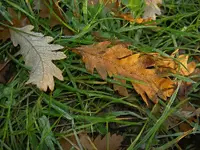Herbst 350v.webp