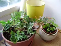 balkon_wohnung_september 075.webp