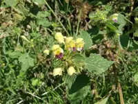 CIMG2503 (Small).webp