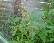 Baum rechte Seite 2.webp