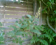 Baum rechte Seite.webp