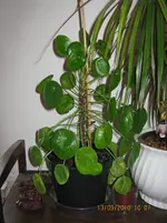 IMG_4137.webp