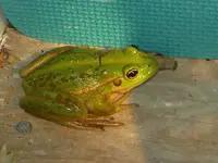 Frosch v.webp