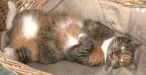 Korbkatze 001.webp