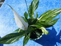 DSCF2054.webp