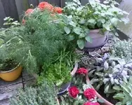 Balkongarten1.webp