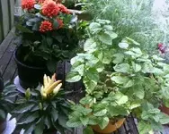 Balkongarten2.webp