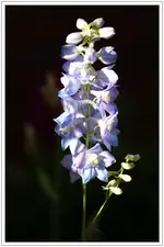 HG_Rittersporn_2010-06-17_004.webp
