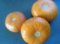 ernte130920101516.webp ernte130920101516.webp