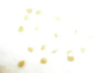 P1010054.webp