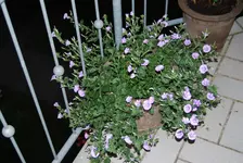 DSC_0004.webp
