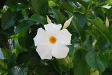 DSC_0007.webp