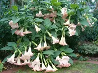 13.09. Rosa Fanfare.webp