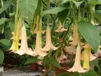 13.09. Orangy.webp