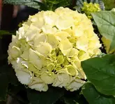 DSC03448(1).webp