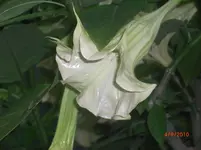 CIMG2354.webp