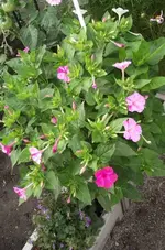 34801.webp