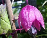 rosenkleid120820101317.webp