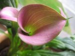 calla blüte.JPG