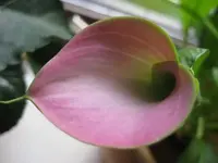 c.webp