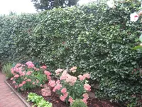 IMG_5001.webp