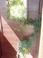 akelei 00058.webp