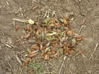Schnecken-Holocaust.webp