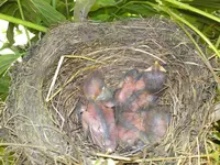 Bild 576.webp