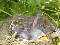 Bild 577.webp