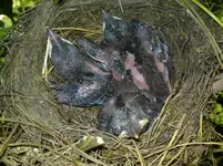 Bild 594.webp