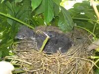 Bild 612.webp
