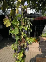 P9120178.webp
