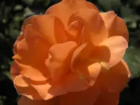 P9120185.webp