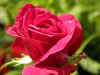 P9120186.webp
