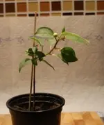 DSC03646_ganz_klein.webp
