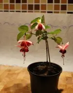 DSC03647_ganz_klein.webp