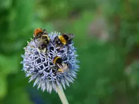 sommer 2010 001.webp