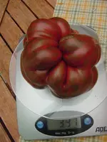 Botanik 156.webp