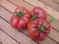 Botanik 216.webp