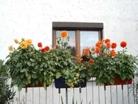 Dahlien_Kästen_1259.webp
