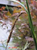 grasblüte.webp