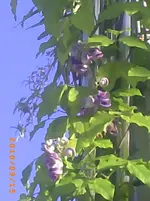 PICT0030.webp