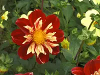 CIMG3411.webp