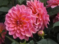 CIMG3412.webp
