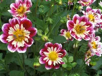 CIMG3415.webp