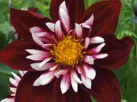 CIMG3422.webp
