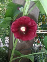 HPIM5414.webp