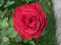 HPIM5413.webp