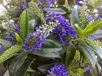 hebe150920101523.webp